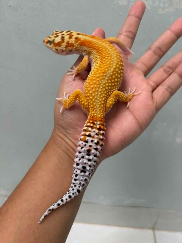 patty stripe het raptor gecko betina adult