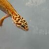 Patty Stripe het RAPTOR - Betina - B250183