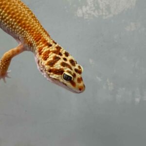 Patty Stripe het RAPTOR - Betina - B250183