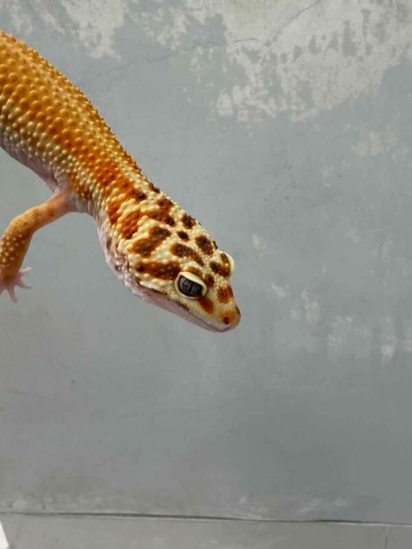 Patty Stripe het RAPTOR - Betina - B250183