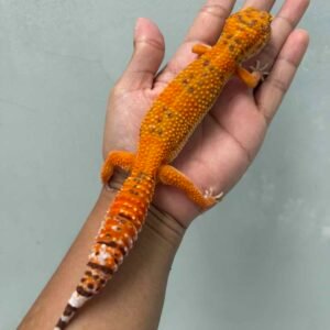sunspot leopard gecko betina indukan