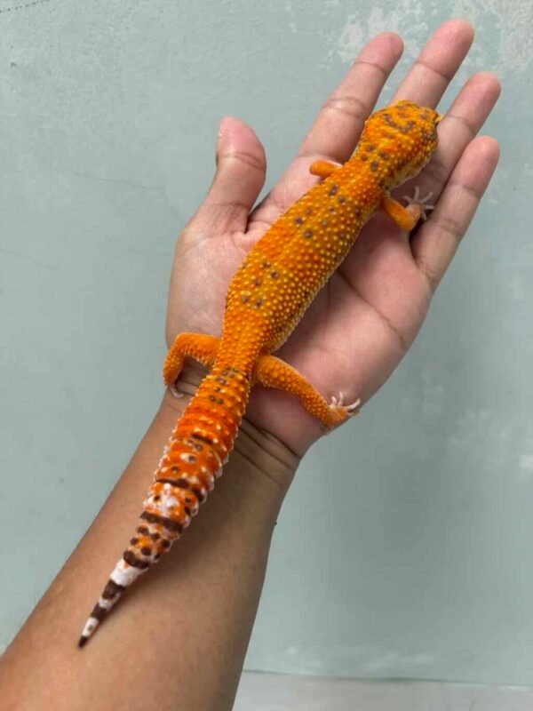 sunspot leopard gecko betina indukan
