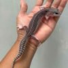 super snow black night leopard gecko