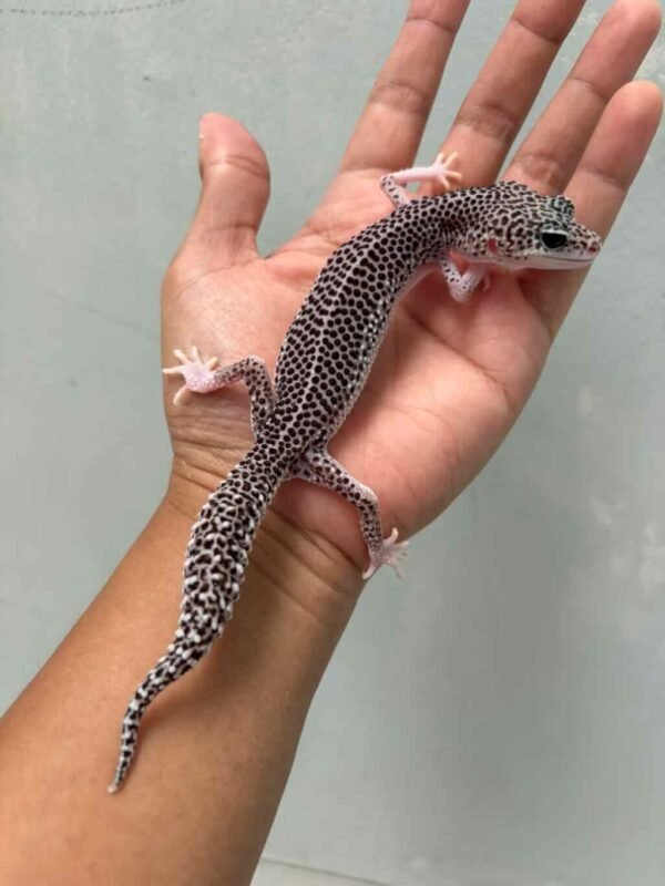 super snow black night leopard gecko