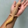 black night mack snow bell albino leopard gecko
