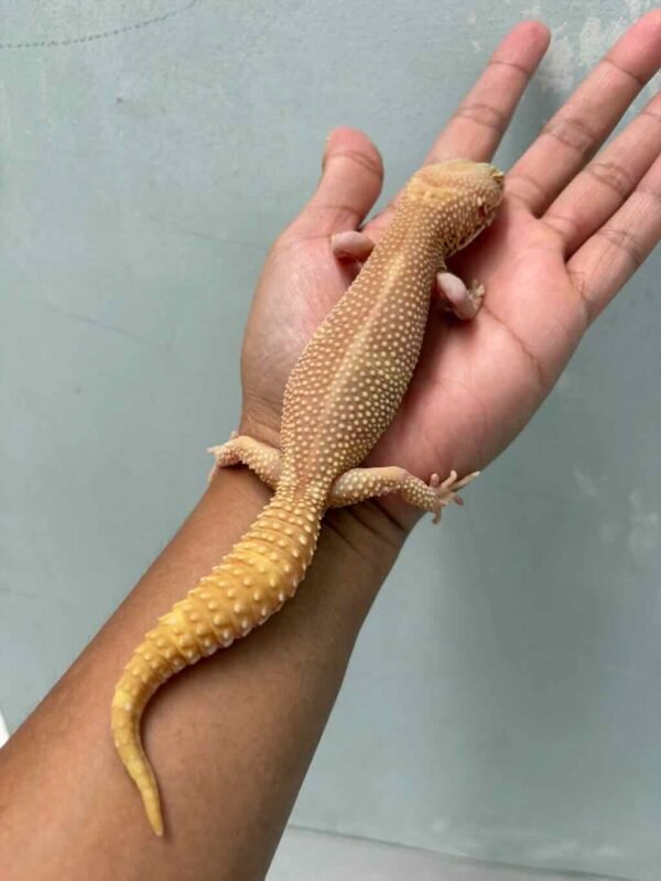 black night mack snow bell albino leopard gecko