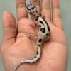 white & yellow jungle poss snow gecko baby
