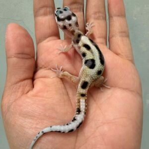white & yellow jungle poss snow gecko baby