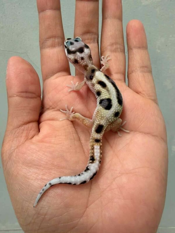 white & yellow jungle poss snow gecko baby