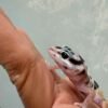 White & Yellow Jungle poss Snow - incub Jantan - R260368