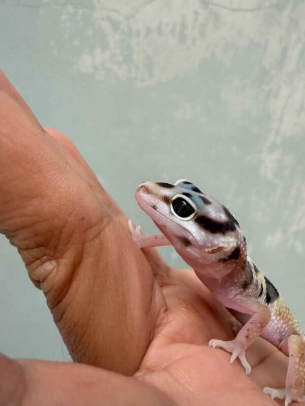 White & Yellow Jungle poss Snow - incub Jantan - R260368