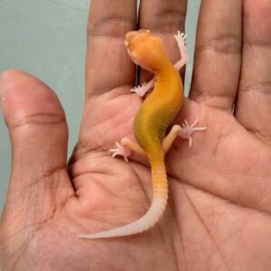raptor ct leopard gecko baby