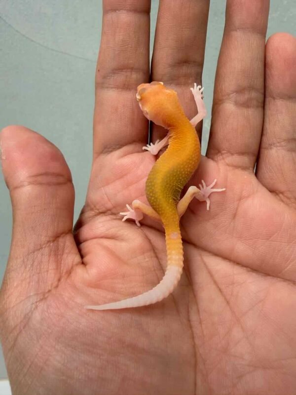 raptor ct leopard gecko baby