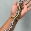 bold stripe ph tremper betina gecko
