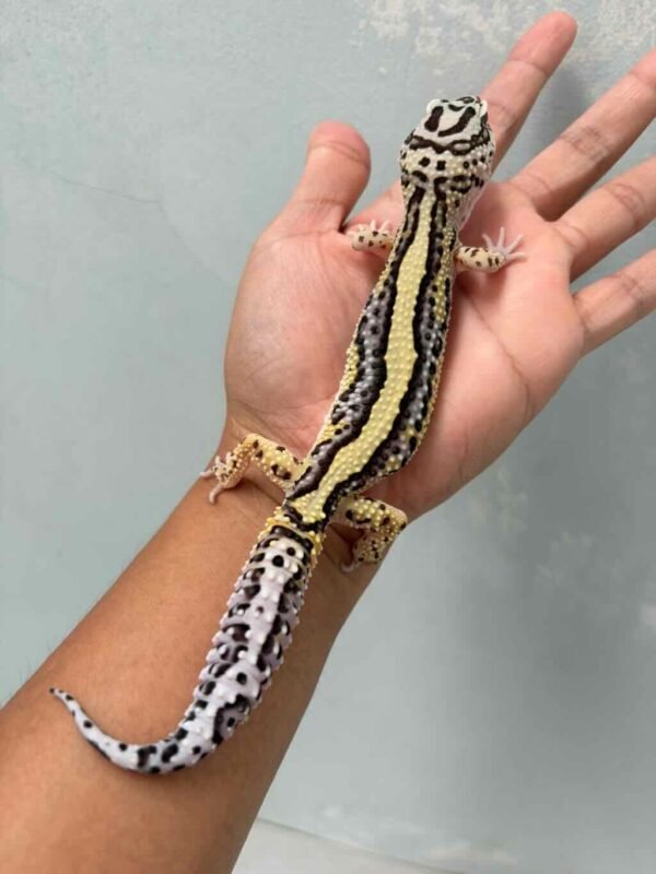 bold stripe ph tremper betina gecko