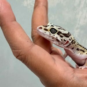 Bold Stripe ph Tremper - Betina - B261869