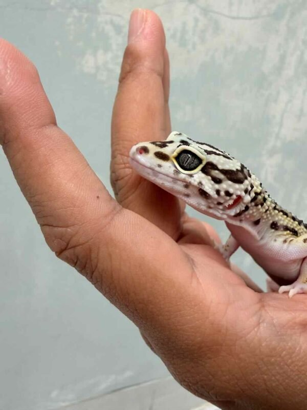 Bold Stripe ph Tremper - Betina - B261869