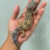 mack snow black night leopard gecko bahan panda