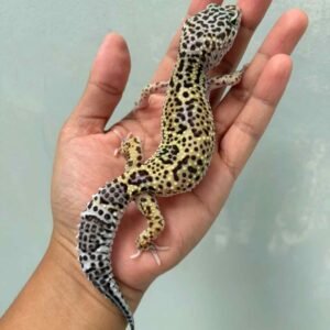mack snow black night leopard gecko bahan panda