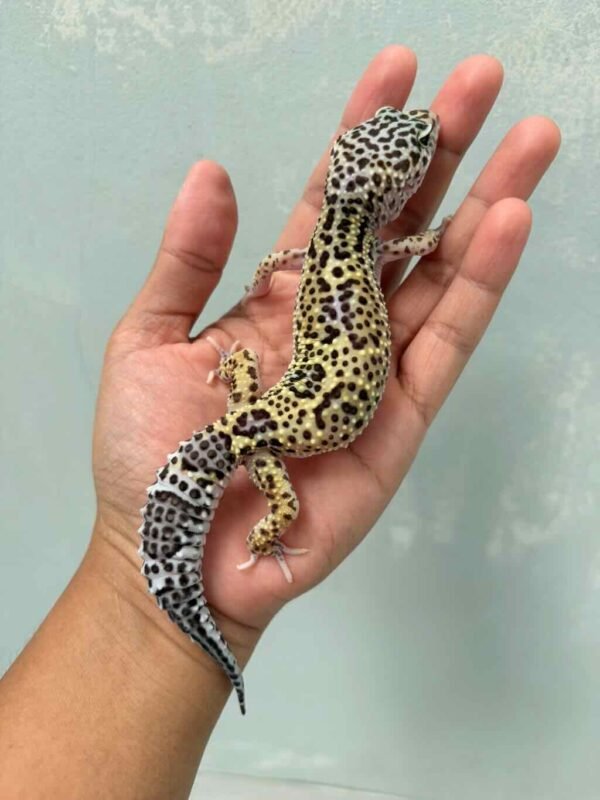 mack snow black night leopard gecko bahan panda