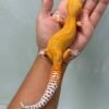 raptor glow leopard gecko