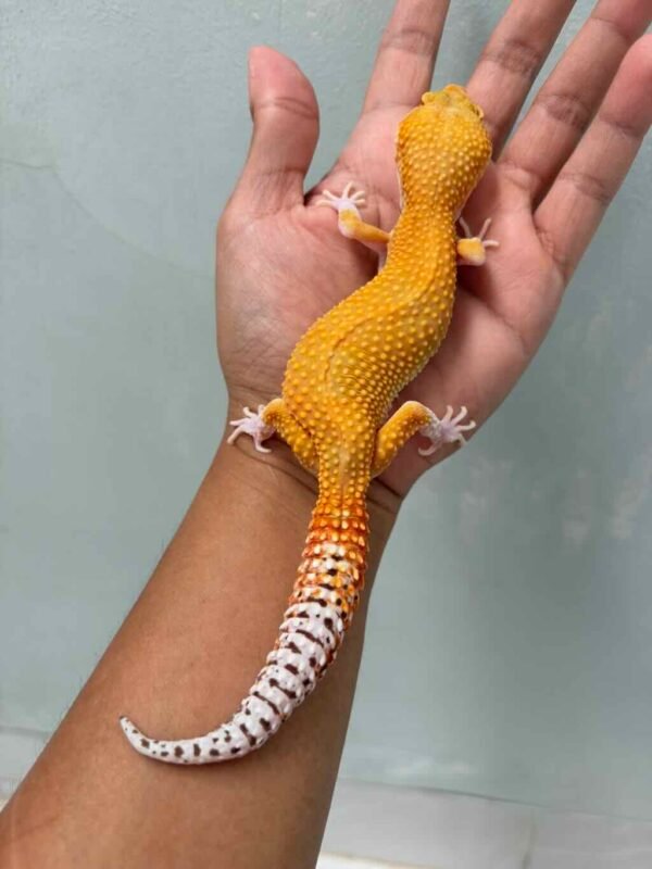 raptor glow leopard gecko