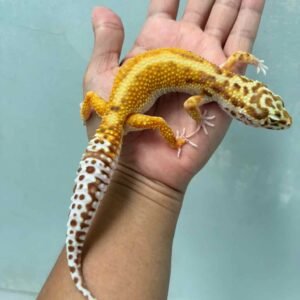 bell red stripe ph radar leopard gecko