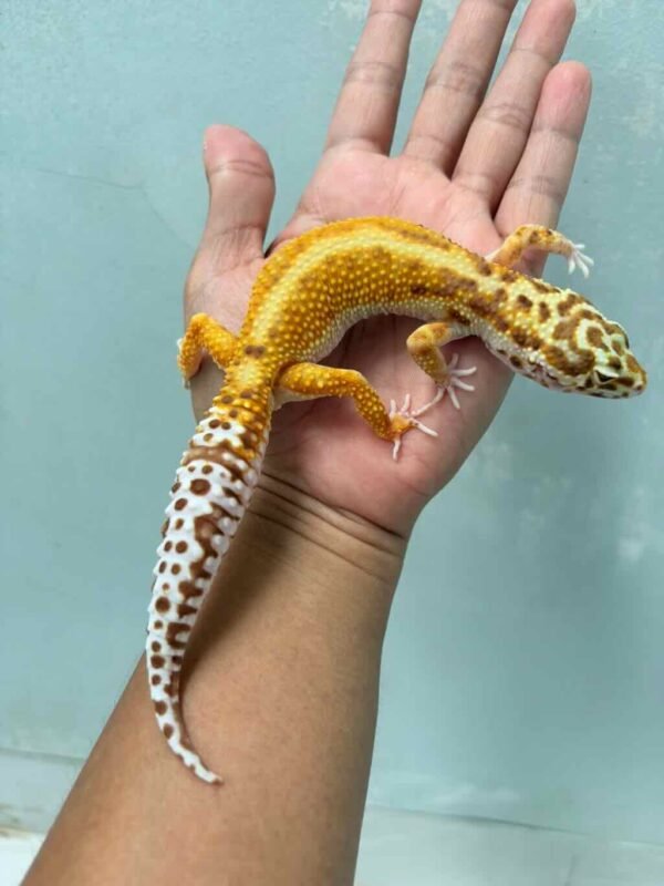 bell red stripe ph radar leopard gecko