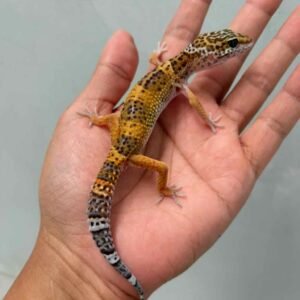 tangerine black night cross gecko jantan
