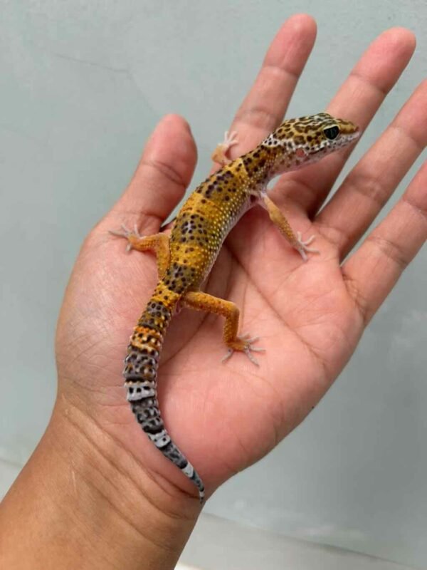 tangerine black night cross gecko jantan