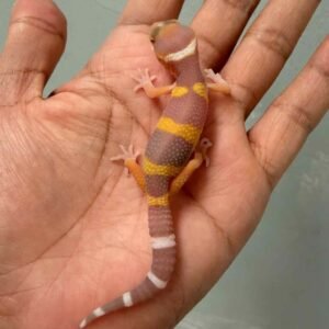 tangerine chocolate black night tremper gecko baby
