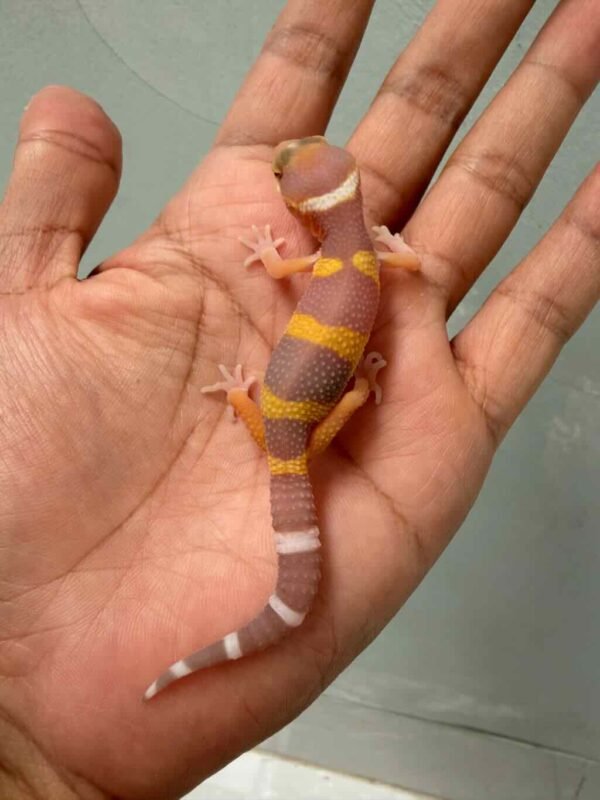 tangerine chocolate black night tremper gecko baby