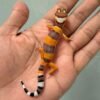 hypo tangerine leopard gecko baby