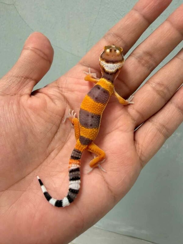 hypo tangerine leopard gecko baby