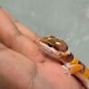 Hypo Tangerine het Tremper - Betina - R260618
