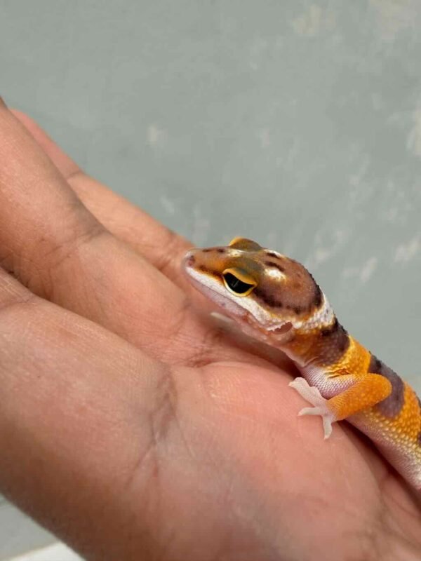 Hypo Tangerine het Tremper - Betina - R260618