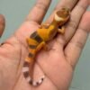 shtctb gecko baby jantan