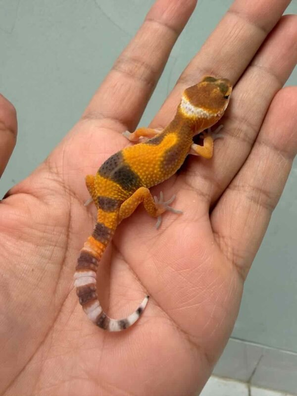 shtctb gecko baby jantan
