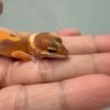 SHTCTB ph Tremper - incub Jantan - R260720