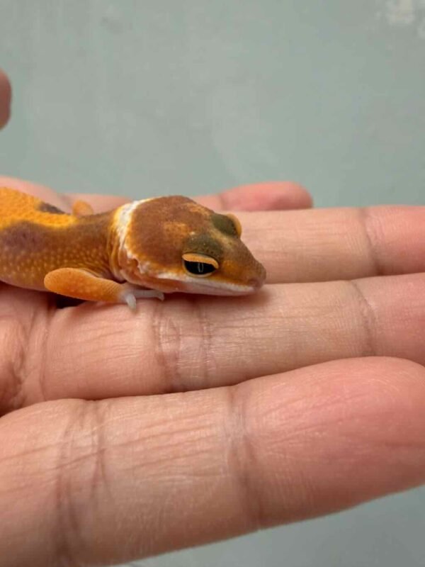 SHTCTB ph Tremper - incub Jantan - R260720