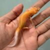 aptor leopard gecko baby