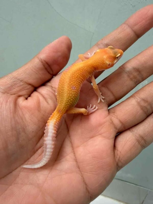 aptor leopard gecko baby