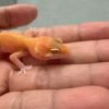 APTOR ph RAPTOR - incub Betina - R260717