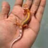 tangerine tremper stripe leopard gecko baby