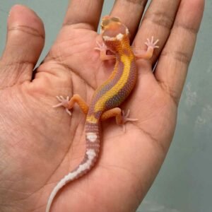 tangerine tremper stripe leopard gecko baby