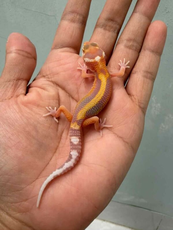 tangerine tremper stripe leopard gecko baby