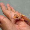 Tangerine Tremper Stripe - incub Betina - R260769