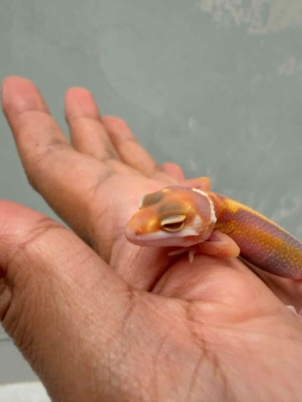 Tangerine Tremper Stripe - incub Betina - R260769