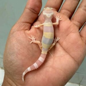 tremper poss giant leopard gecko baby