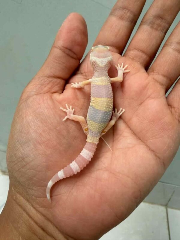 tremper poss giant leopard gecko baby